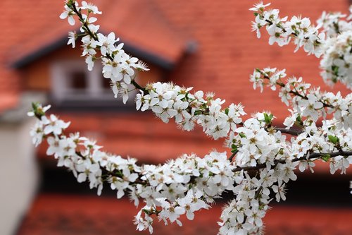 spring  white flowers  blossom