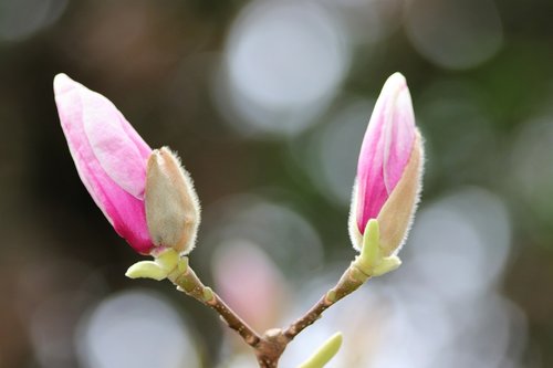 spring  magnolia buds  pink