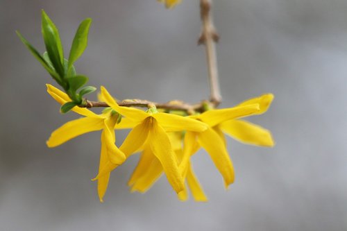 spring  forsythia  yellow