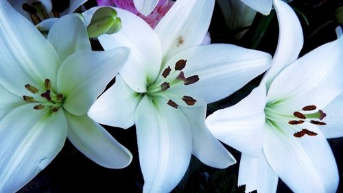 spring  flowers  white