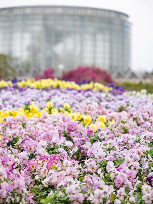 spring  flower garden  garden