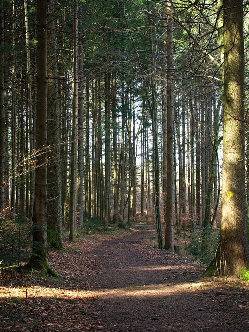 spring  forest  nature