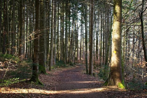 spring  forest  nature