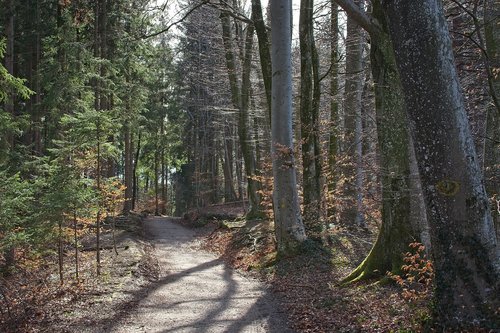 spring  forest  nature