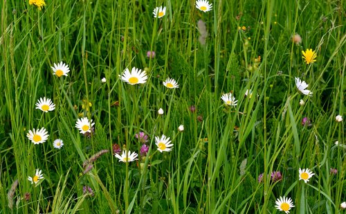 spring  meadow  flowers