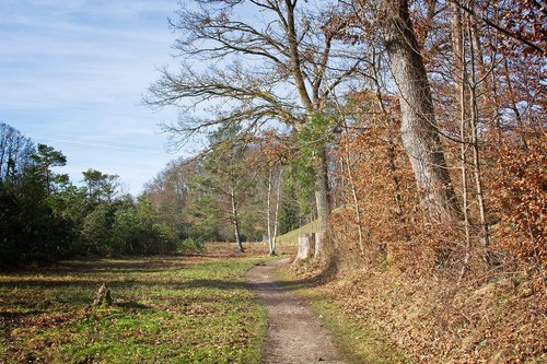 spring  nature  trees