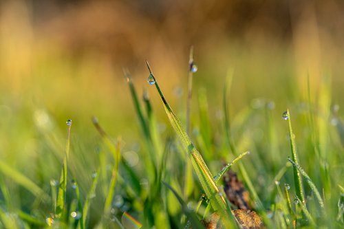 spring  dew  nature