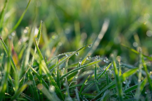 spring  morning dew  morning