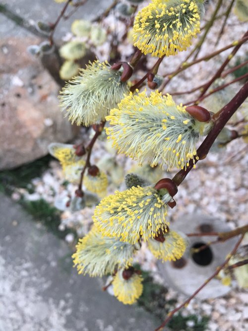 spring  laburnum  lemon yellow