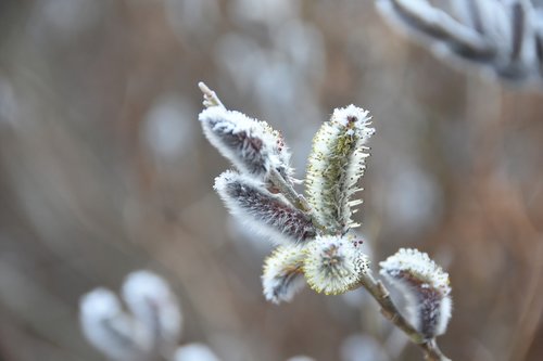 spring  macro  plants