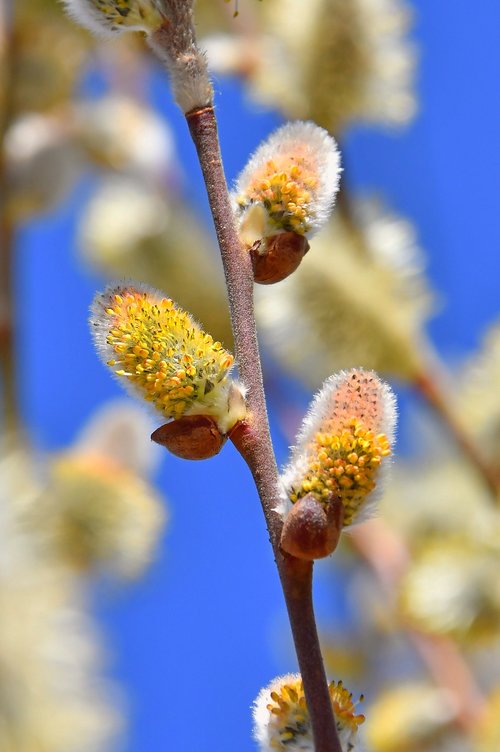 spring  barka  bloom