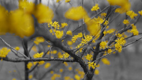 spring  yellow flowers  trees