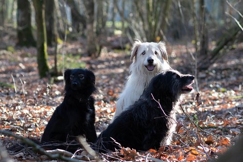 spring  dog  forest