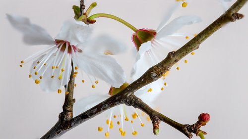 spring  japan  flowers