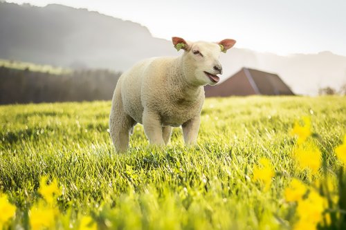 spring  meadow  sheep