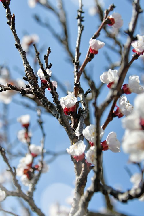 spring  cherry blossom  bloom