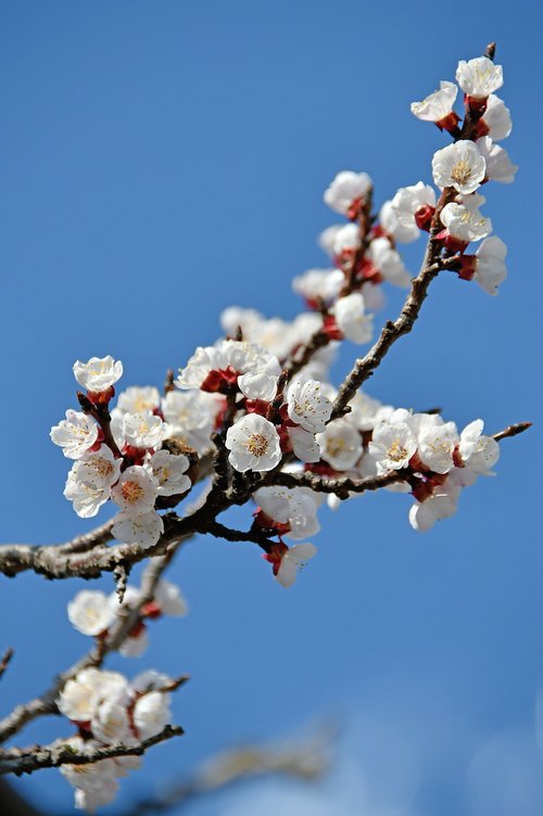 spring  cherry blossom  bloom