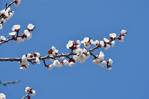 spring  cherry blossom  bloom