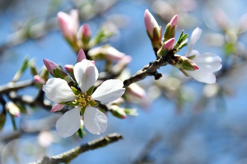 spring  apple flower  bloom