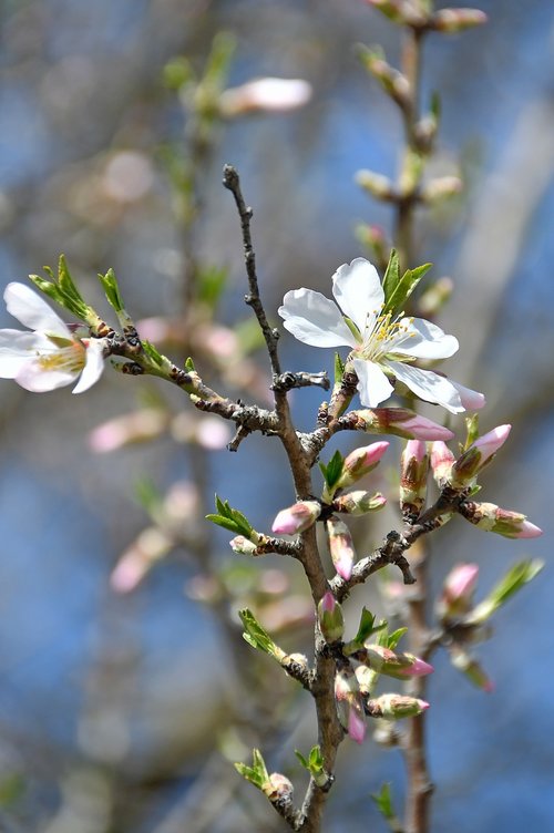 spring  apple flower  bloom