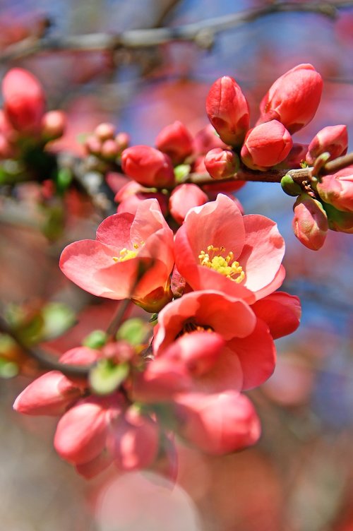 spring  bloom  pink flowers
