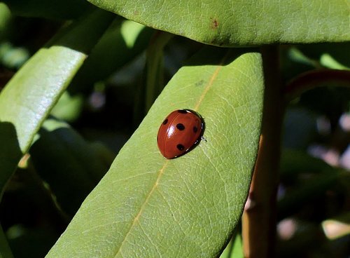 spring  ladybug  insect