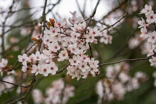 spring  tree  blossom