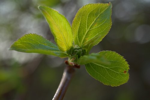 spring  green  leaf