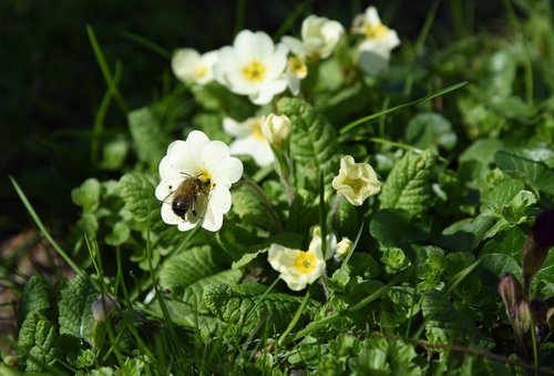 spring  cowslip  bee