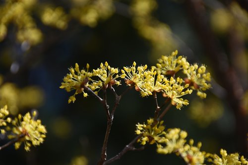 spring  flowers  yellow