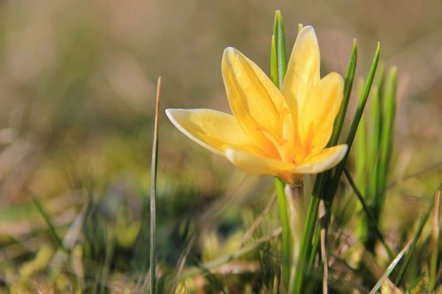 spring  crocus  meadow