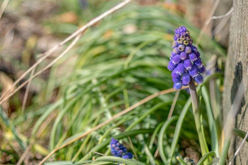 spring  sun  muscari armeniacum