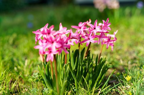 spring  flower  plant