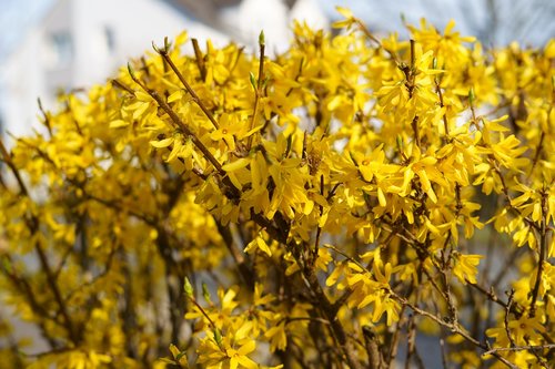 spring  flower  plant