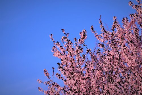 spring  pink flowers  evening
