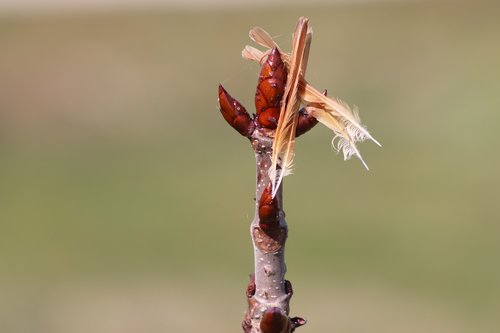 spring  nature  branch