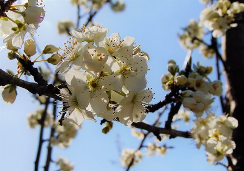 spring  blossom  apple blossom