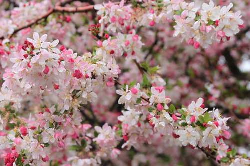 spring  bloom  blossom