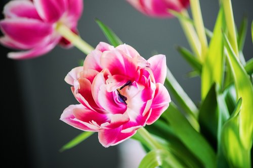 spring  flowers  pink