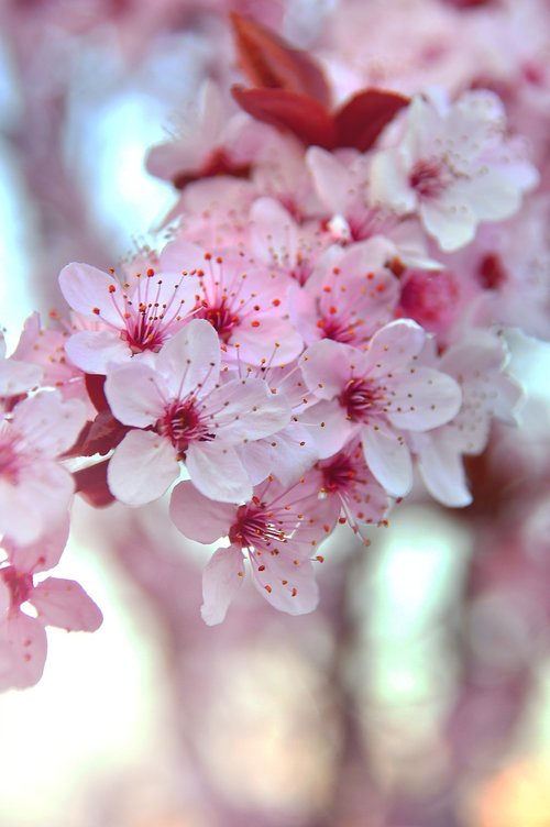 spring  spring flowers  pink