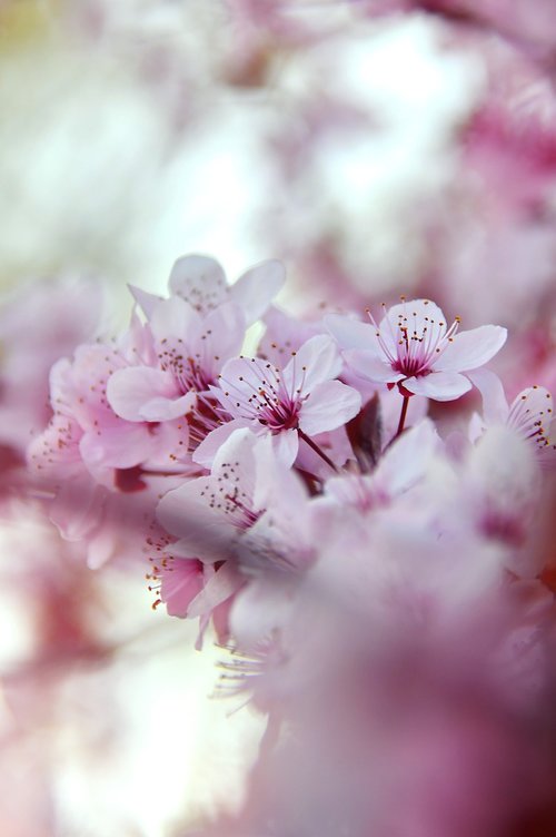 spring  spring flowers  pink