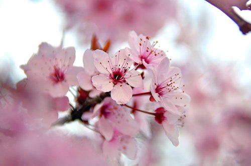 spring  spring flowers  pink
