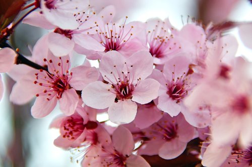 spring  spring flowers  pink