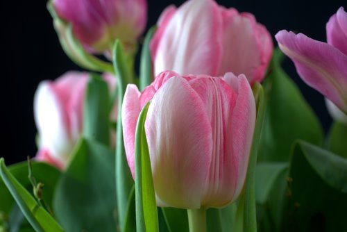spring  tulip  bouquet