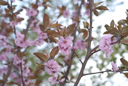 spring  flowers  pink