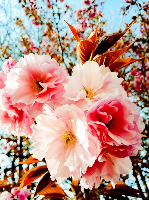 spring  afternoon  flowers