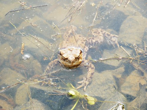 spring  frog  nature