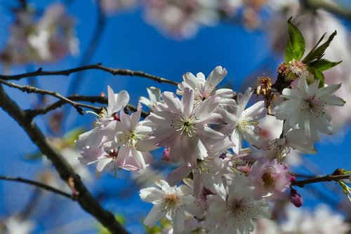 spring  flower  nature