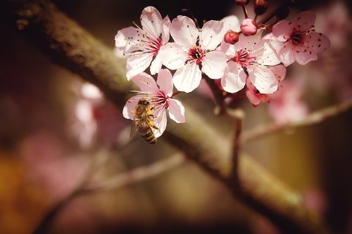 spring  bee  almond blossom