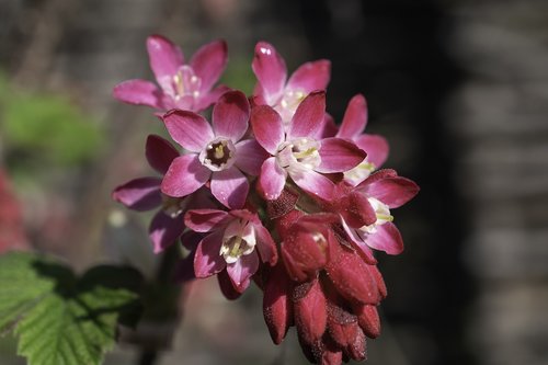 spring  blossom  bloom